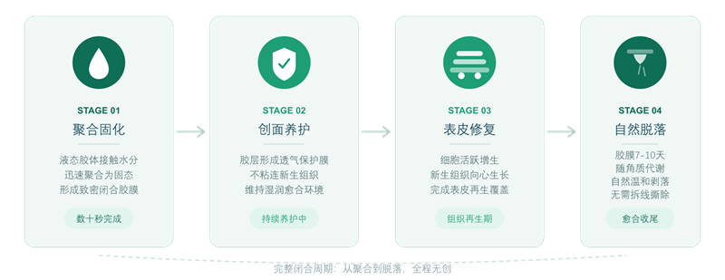 02_四阶段愈合周期流程图.png